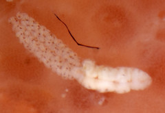 Cystodytes lobatus