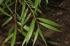Melaleuca salicina