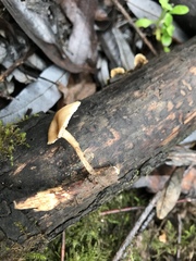 Clitocybe salmonilamella