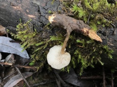 Clitocybe salmonilamella