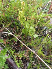 Botrychium alaskense