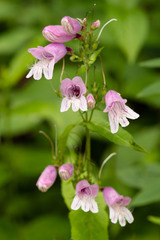 Penstemon smallii