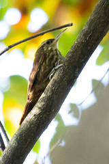 Xiphorhynchus fuscus
