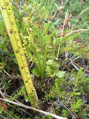 Botrychium alaskense