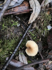 Clitocybe salmonilamella