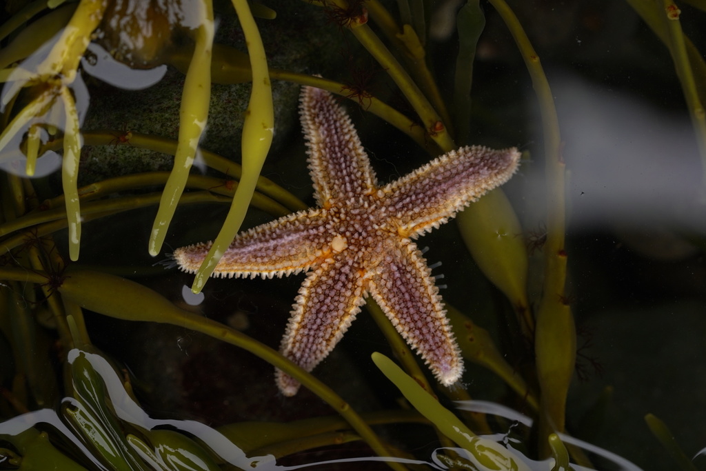 Green Slender Sea Star