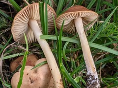 Marasmius oreades