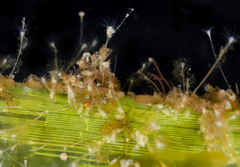 Clytia hemisphaerica