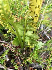 Botrychium alaskense