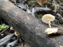 Clitocybe salmonilamella