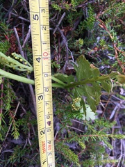 Botrychium alaskense