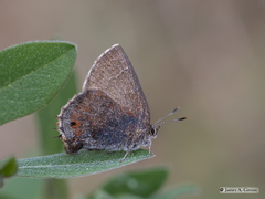 Callophrys irus