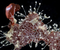 Orthopyxis compressa