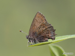 Callophrys irus