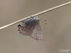 Callophrys irus