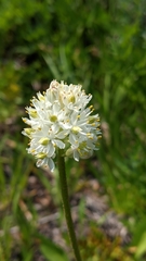 Triantha occidentalis