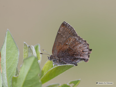 Callophrys irus
