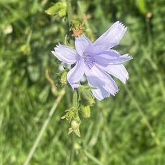 Cichorium intybus