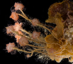 Ectopleura crocea