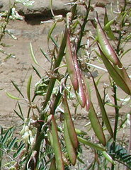 Astragalus trichopodus antisellii
