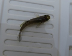 Pseudoxiphophorus bimaculatus