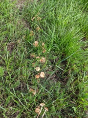 Marasmius oreades