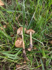 Marasmius oreades