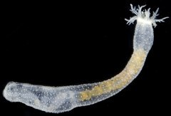 Leptosynapta