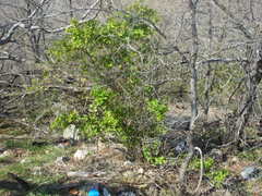 Lonicera fragrantissima