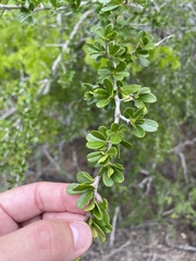 Rochefortia acanthophora