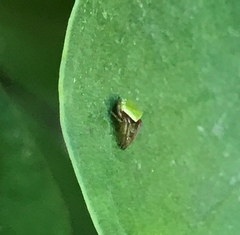 Araneus viridiventris