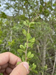 Rochefortia acanthophora