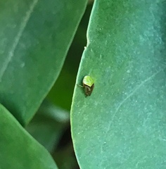 Araneus viridiventris
