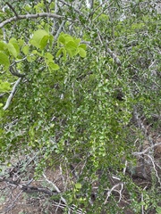 Rochefortia acanthophora