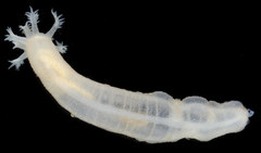 Leptosynapta