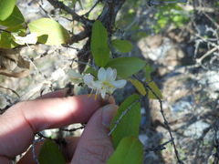 Lonicera fragrantissima