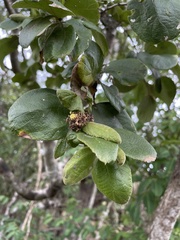 Sarcomphalus reticulatus