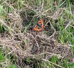 Aglais urticae