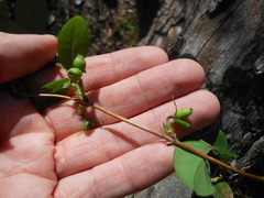 Lonicera fragrantissima