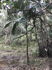 Archontophoenix alexandrae