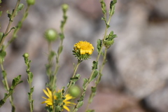 Grindelia oxylepis