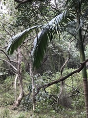 Archontophoenix alexandrae