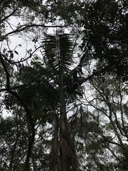 Archontophoenix alexandrae