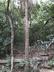 Archontophoenix alexandrae