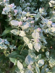 Pycnanthemum verticillatum