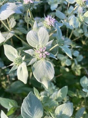 Pycnanthemum verticillatum
