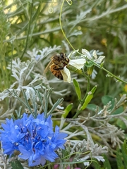 Apis mellifera