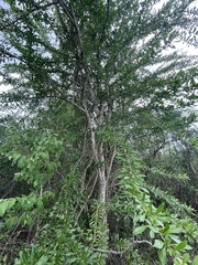 Crescentia linearifolia