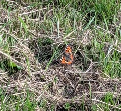 Aglais urticae