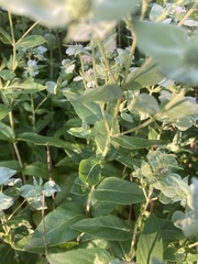 Pycnanthemum verticillatum